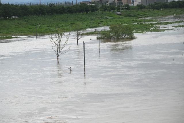 17일 오전 집중호우로 오산시 군문교 인근 안성천 수위가 상승하면서 산책로와 수변공원이 물에 잠겨 있다.조주현기자