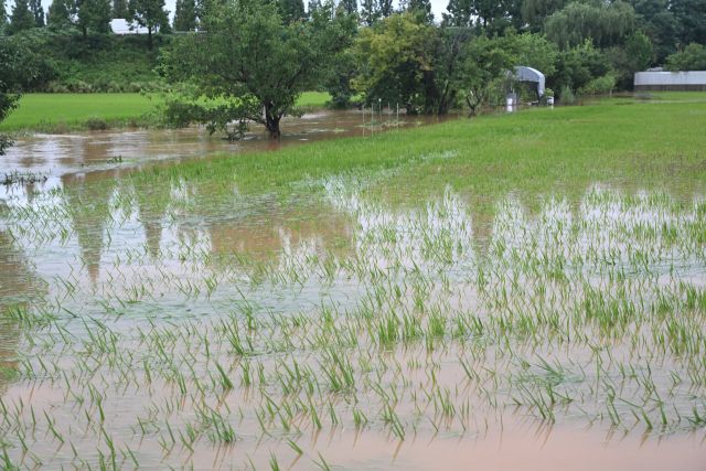 17일 집중호우가 쏟아진 평택시 팽성읍의 한 논이 흙탕물로 가득 차면서 벼가 완전히 물에 잠겨 있다. 평택에는 이날 시간당 40㎜ 안팎의 강한 비가 내리며 저지대 농경지 곳곳이 침수 피해를 입었다.조주현기자