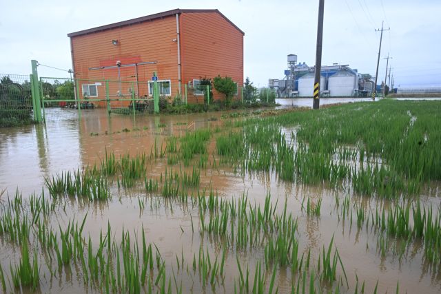 17일 집중호우가 쏟아진 평택시 팽성읍의 한 논이 흙탕물로 가득 차면서 벼가 완전히 물에 잠겨 있다. 평택에는 이날 시간당 40㎜ 안팎의 강한 비가 내리며 저지대 농경지 곳곳이 침수 피해를 입었다.조주현기자