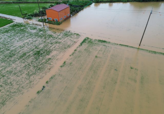 17일 집중호우가 쏟아진 평택시 팽성읍의 한 논이 흙탕물로 가득 차면서 벼가 완전히 물에 잠겨 있다. 평택에는 이날 시간당 40㎜ 안팎의 강한 비가 내리며 저지대 농경지 곳곳이 침수 피해를 입었다.조주현기자