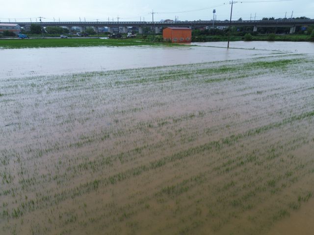 17일 집중호우가 쏟아진 평택시 팽성읍의 한 논이 흙탕물로 가득 차면서 벼가 완전히 물에 잠겨 있다. 평택에는 이날 시간당 40㎜ 안팎의 강한 비가 내리며 저지대 농경지 곳곳이 침수 피해를 입었다.조주현기자