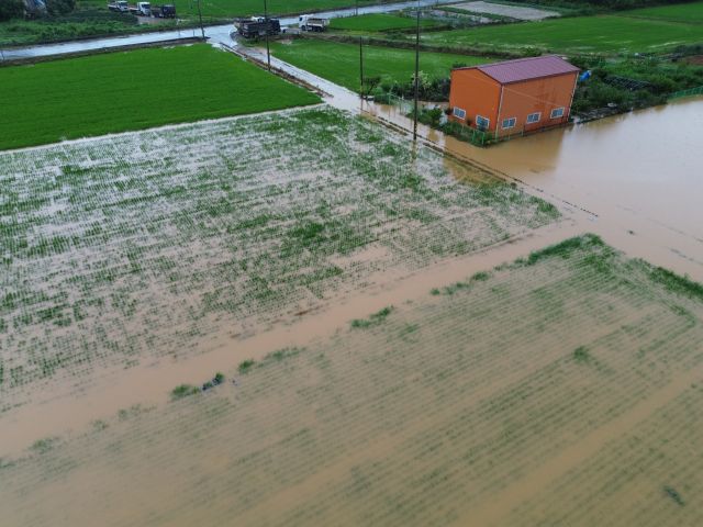 17일 집중호우가 쏟아진 평택시 팽성읍의 한 논이 흙탕물로 가득 차면서 벼가 완전히 물에 잠겨 있다. 평택에는 이날 시간당 40㎜ 안팎의 강한 비가 내리며 저지대 농경지 곳곳이 침수 피해를 입었다.조주현기자