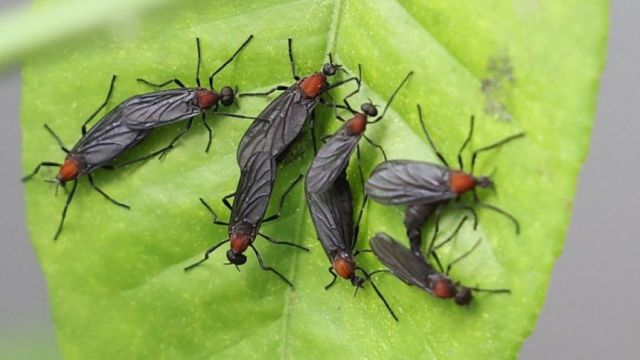 '붉은등우단털파리(러브버그)'. 연합뉴스