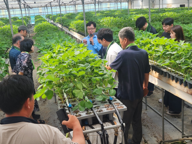 김종필 컨설턴트가 인천지역 딸기재배농가 30여명을 대상으로 우량 딸기모종 생산을 위한 육묘기술교육을 하고 있다. 인천시 제공