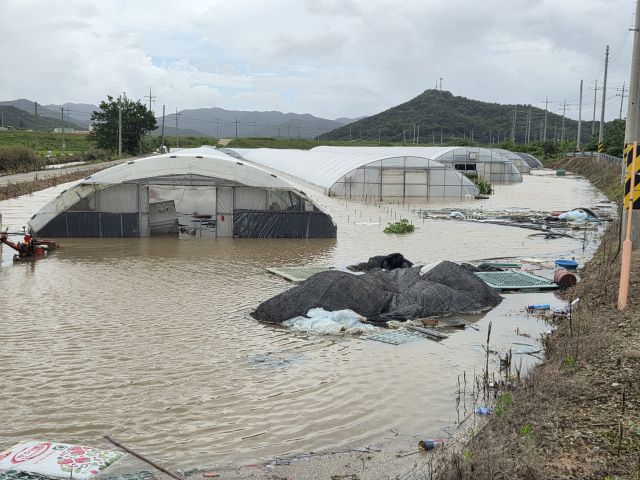 집중 호우에 물에 잠긴 비닐하우스. 연합뉴스