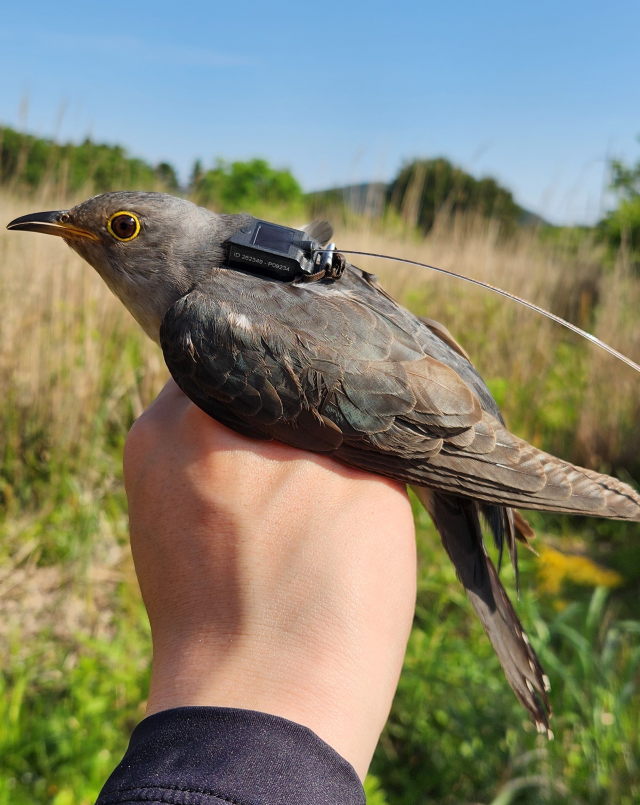 위치추적발신기를 부착한 두견이. 환경부 제공