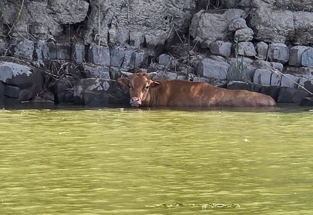 집중호우에 산청에서 진주까지 떠내려간 소. 연합뉴스