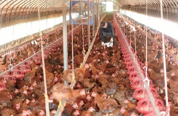 폭염 관리 중인 도내 양계농가. 경기일보DB