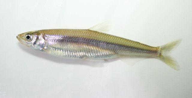 기후변화로 평택시 남양호에서 빙어가 사라졌다는 조사결과가 나왔다. 경기도 제공