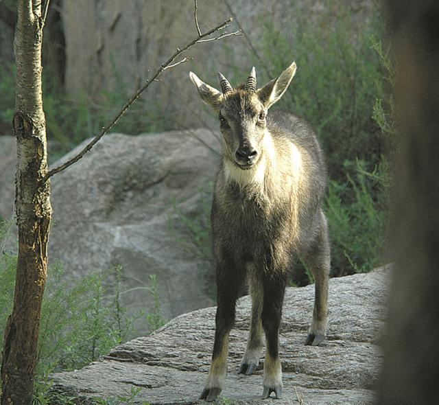 멸종위기 야생생물 1급 산양 모습. 환경부 제공