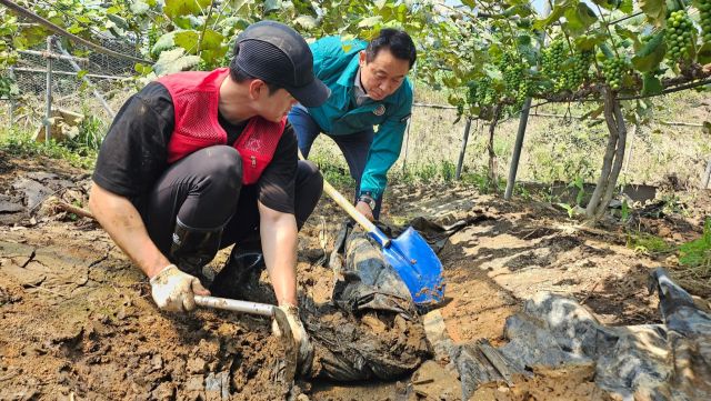 백영현 포천시장과 김용태 국회의원이 수해를 입은 내촌면 포도밭을 찾아 직접수해복구를 하고 있다. 포천시제공