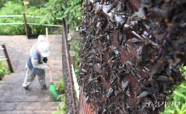 지난 6월30일 오전 인천 계양산 정상 일대에서 산림보호원이 러브버그(붉은등우단털파리) 방제 작업을 벌이고 있다. 경기일보 DB