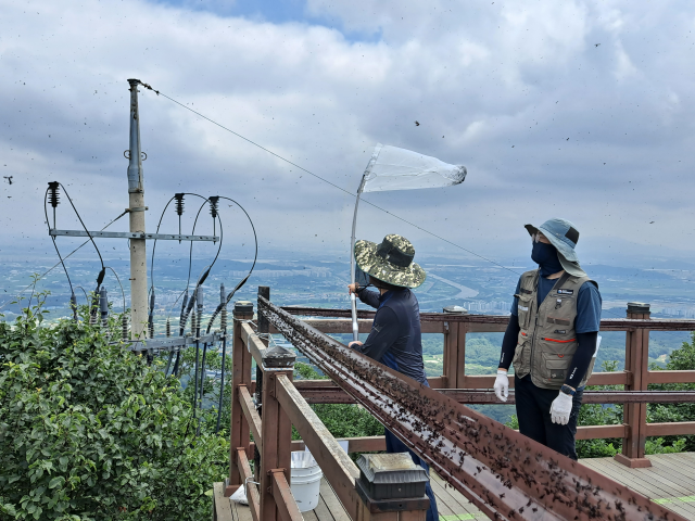 최근 유정복 인천시장이 직접 인천 계양산을 방문해 포충망으로 러브버그 방제활동을 하고 있다. 인천시 제공