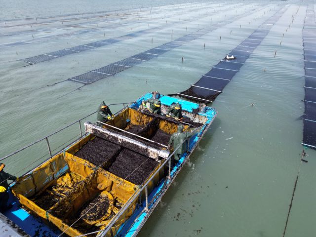 인천 옹진군 김 양식 모습. 옹진군 제공