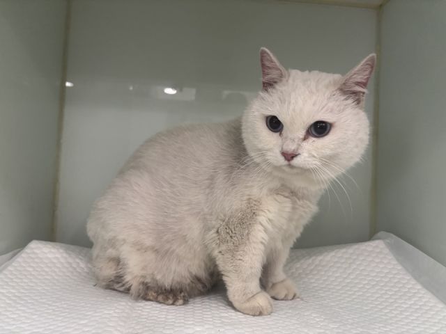 지난 6월 25일 인천 서구 청라동 한 아파트단지를 배회하다 구조된 반려묘. 반려묘 등록을 하지 않아 보호자를 알 수 없어 지역 보호소에서 보호자가 찾아오기만을 기다리고 있다. 서구청 제공