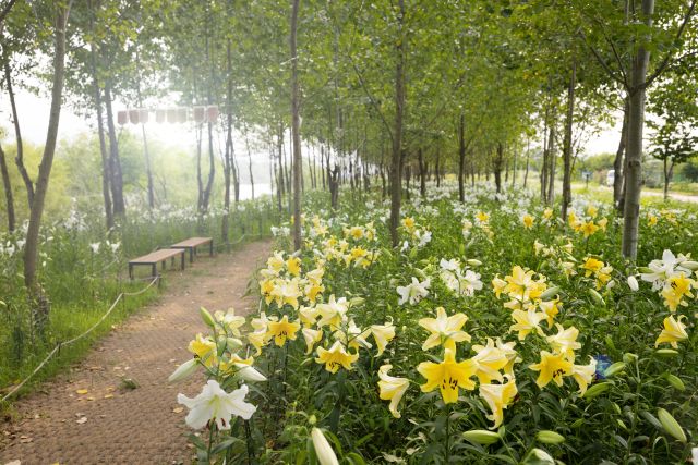 8일 인천 계양아라온 포시즌가든에 핀 백합이 관람객을 맞을 준비를 마쳤다. 계양구 제공