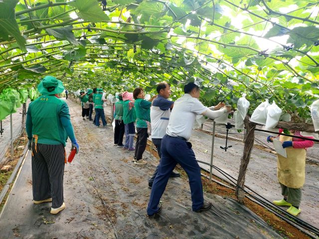 대곶면 새마을부녀회 회원들이 포도송이에 봉지씌우기를 하고 있다. 대곶면사무소 제공