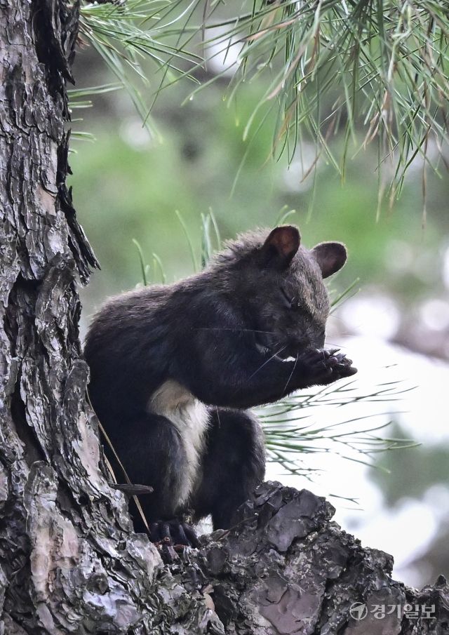 청설모 '내일은 배불리 먹게 해주세요' [포토뉴스]