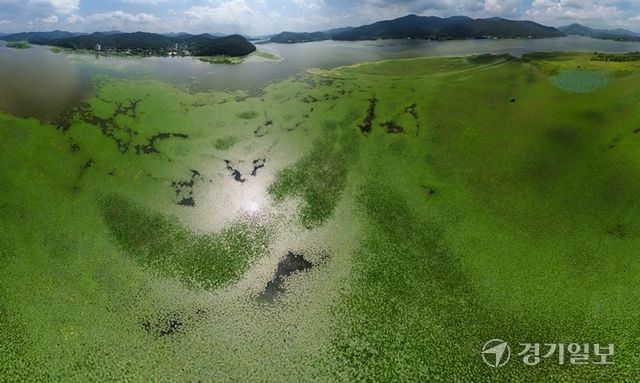 18일 경기도 광주시 남종면 팔당호 소내섬 인근 수면이 대규모 마름 군락으로 뒤덮여있는 모습. 경기일보 DB