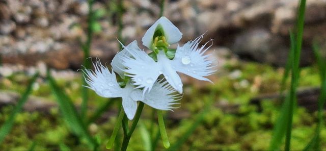 산림청 지정 희귀식물(위급·CR)로, 꽃의 모양이 마치 하늘을 나는 백로를 닮아 독특한 아름다움을 자랑한다는 ‘해오라비난초’ . 국립수목원 제공
