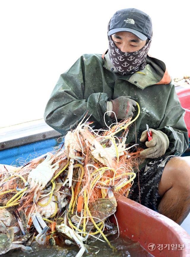 꽃게 금어기가 해제된 21일 인천 중구 영종도 삼목항 강재부잔교에서 열린 꽃게 직거래 장터에서 어민들이 갓 잡은 꽃게를 손질하고 있다.조병석기자