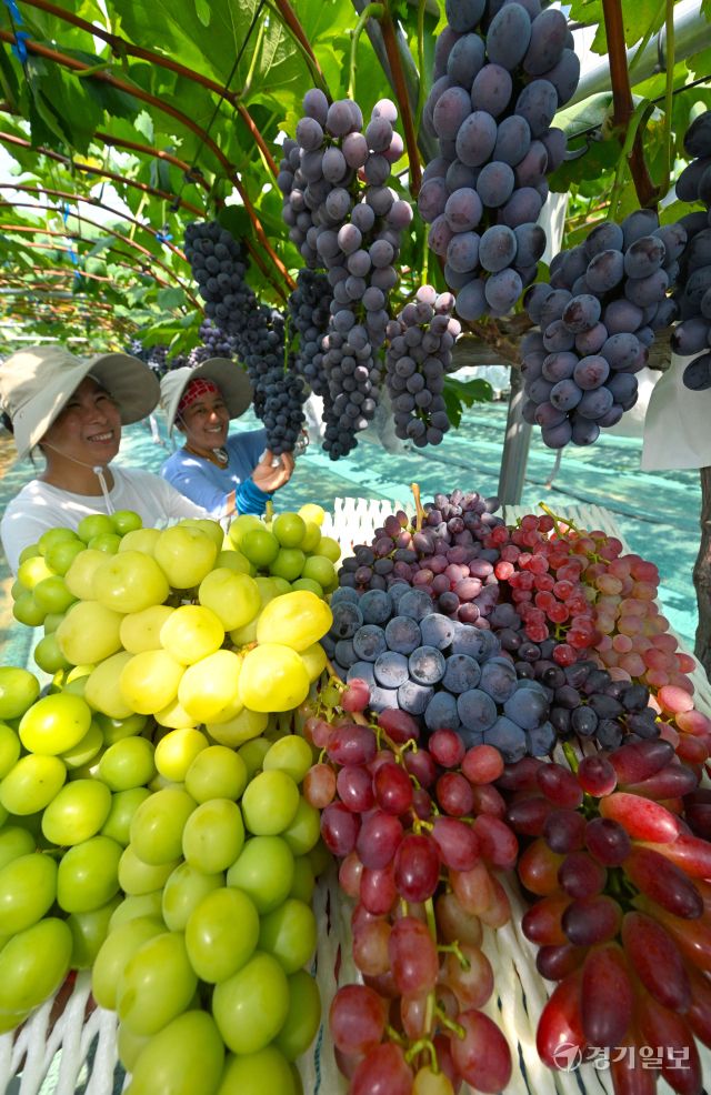 처서를 이틀 앞둔 21일 화성특례시 송산포도팜스토리 농장에서 직원들이 다양한 품종의 포도를 수확하고 있다. 농장대표 이완용씨는 "지난해 말부터 폭설, 폭우, 폭염 피해가 발생해 맘 고생이 많았다"며 "다 극복하고 알알이 잘익은 포도를 수확해서 다행이다"고 말했다. 김시범기자