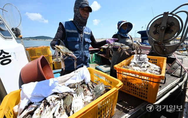 꽃게 금어기가 해제된 21일 오후 인천 중구 영종도 삼목항 강재부잔교에서 열린 꽃게 직거래 장터에서 어민이 갓 잡은 꽃게를 들어보이고 있다.조병석기자