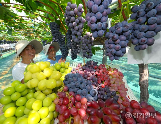 처서를 이틀 앞둔 21일 화성특례시 송산포도팜스토리 농장에서 직원들이 다양한 품종의 포도를 수확하고 있다. 농장대표 이완용씨는 "지난해 말부터 폭설, 폭우, 폭염 피해가 발생해 맘 고생이 많았다"며 "다 극복하고 알알이 잘익은 포도를 수확해서 다행이다"고 말했다. 김시범기자