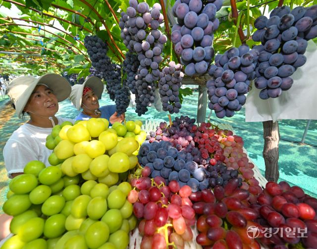 처서를 이틀 앞둔 21일 화성특례시 송산포도팜스토리 농장에서 직원들이 다양한 품종의 포도를 수확하고 있다. 농장대표 이완용씨는 "지난해 말부터 폭설, 폭우, 폭염 피해가 발생해 맘 고생이 많았다"며 "다 극복하고 알알이 잘익은 포도를 수확해서 다행이다"고 말했다. 김시범기자
