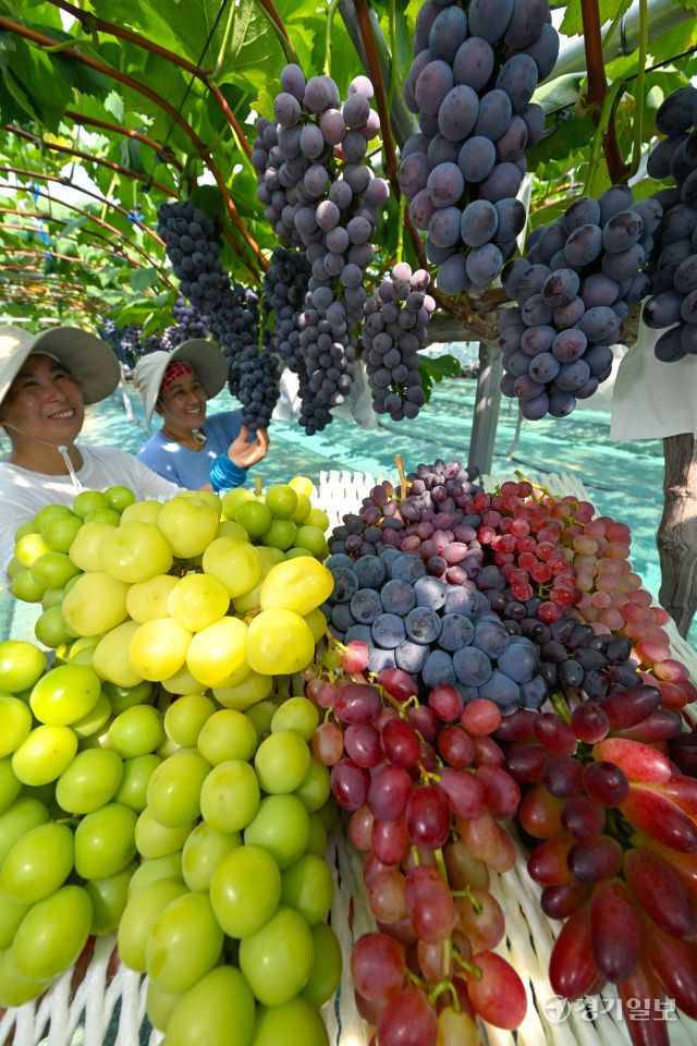 처서를 이틀 앞둔 21일 화성특례시 송산포도팜스토리 농장에서 직원들이 다양한 품종의 포도를 수확하고 있다. 농장대표 이완용씨는 "지난해 말부터 폭설, 폭우, 폭염 피해가 발생해 맘 고생이 많았다"며 "다 극복하고 알알이 잘익은 포도를 수확해서 다행이다"고 말했다. 김시범기자
