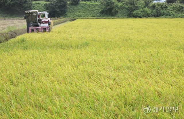 화성특례시, 폭염속 올해 첫 조생종 벼 추수 [포토뉴스]