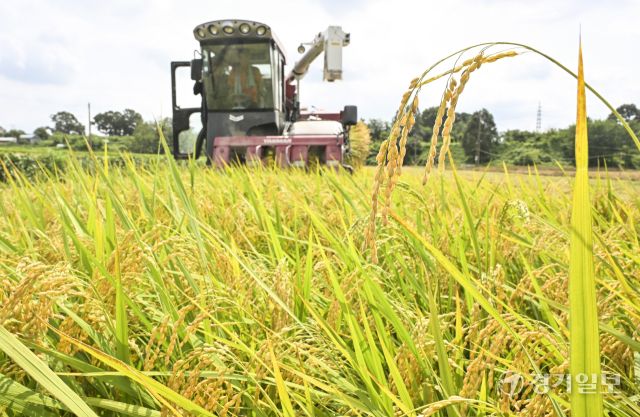 화성특례시, 폭염속 올해 첫 조생종 벼 추수 [포토뉴스]