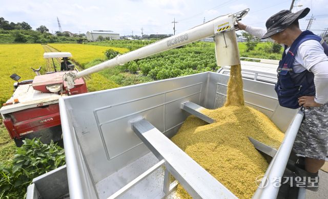 화성특례시, 폭염속 올해 첫 조생종 벼 추수 [포토뉴스]