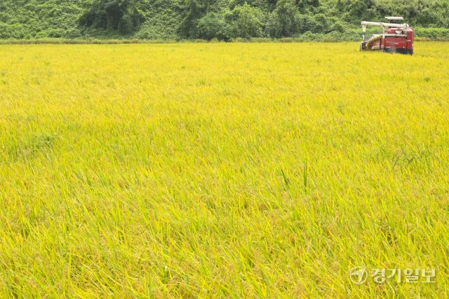 화성특례시, 폭염속 올해 첫 조생종 벼 추수 [포토뉴스]