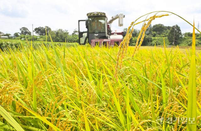 화성특례시, 폭염속 올해 첫 조생종 벼 추수 [포토뉴스]