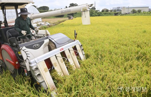 화성특례시, 폭염속 올해 첫 조생종 벼 추수 [포토뉴스]