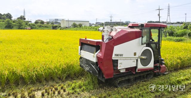 화성특례시, 폭염속 올해 첫 조생종 벼 추수 [포토뉴스]