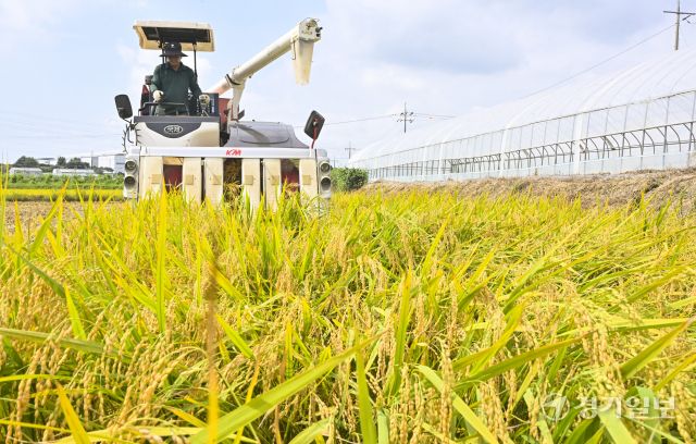 화성특례시, 폭염속 올해 첫 조생종 벼 추수 [포토뉴스]