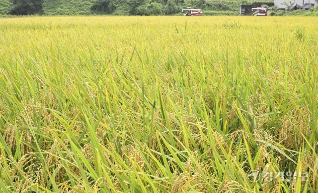 화성특례시, 폭염속 올해 첫 조생종 벼 추수 [포토뉴스]