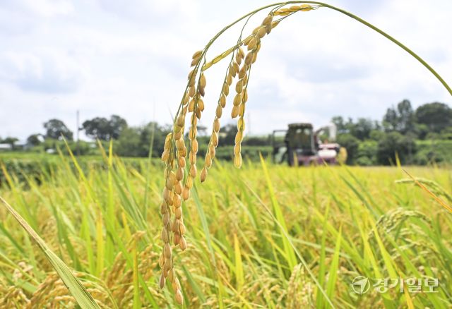 화성특례시, 폭염속 올해 첫 조생종 벼 추수 [포토뉴스]