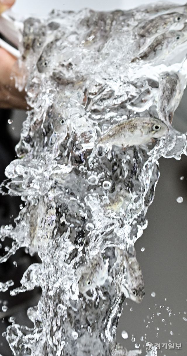 화성특례시, 수산자원 조성사업으로 조피볼락 종자 130만마리 방류 [포토뉴스]