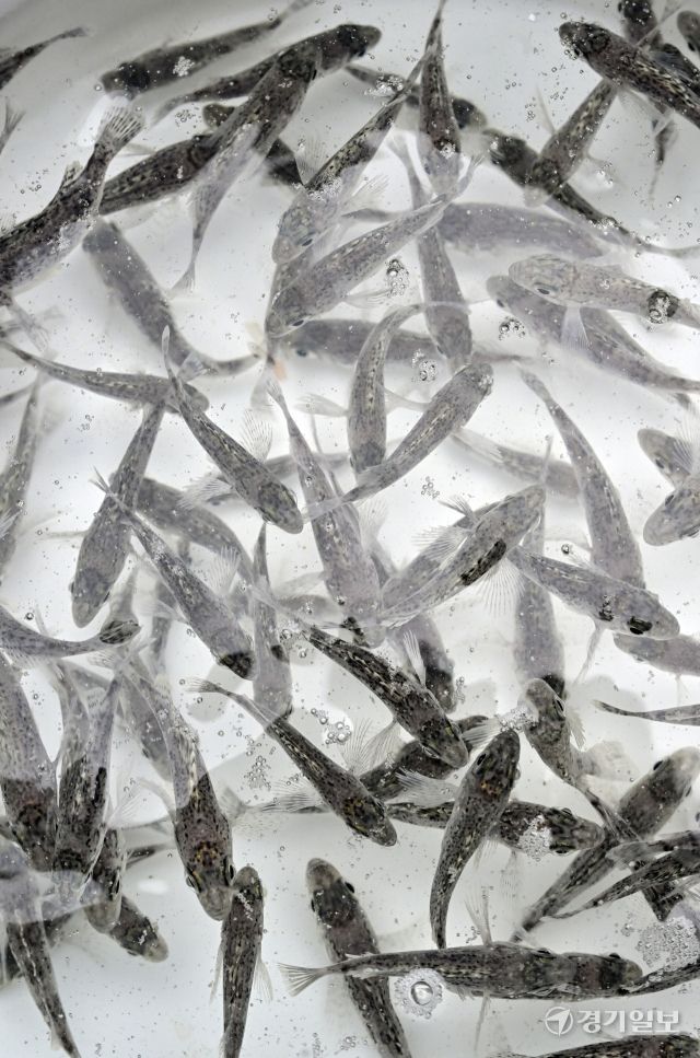 화성특례시, 수산자원 조성사업으로 조피볼락 종자 130만마리 방류 [포토뉴스]