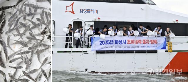 화성특례시, 수산자원 조성사업으로 조피볼락 종자 130만마리 방류 [포토뉴스]
