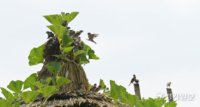 무더위가 이어진 28일 인천 남동구 어울정원 원두막 위 조롱박잎 그늘 아래에 참새들이 옹기종기 모여 더위를 식히고 있다.조병석기자