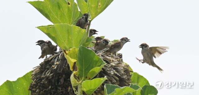 무더위가 이어진 28일 인천 남동구 어울정원 원두막 위 조롱박잎 그늘 아래에 참새들이 옹기종기 모여 더위를 식히고 있다.조병석기자