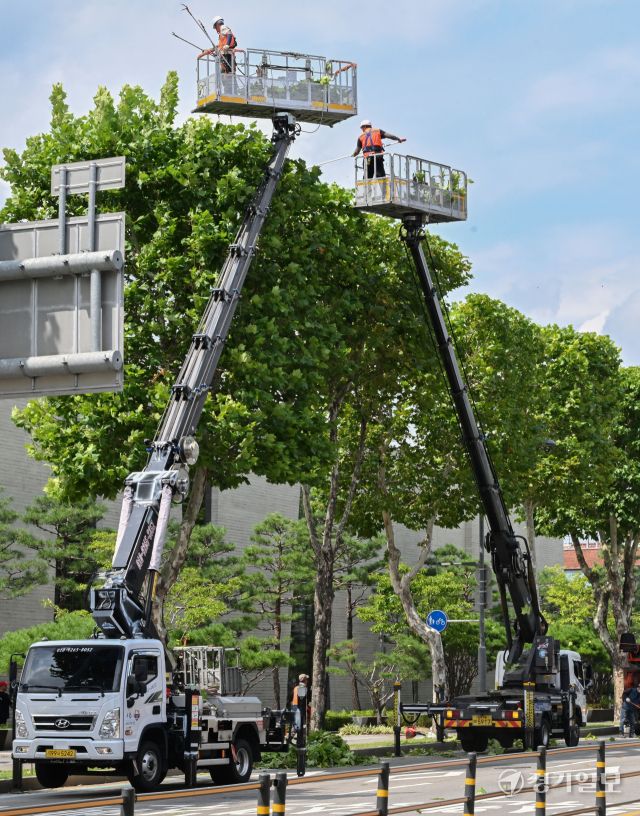 28일 오후 수원특례시 정조로 일대에서 관계자들이 가로수를 정육면체 모양으로 다듬는 테마 전지작업을 하고 있다. 김시범기자