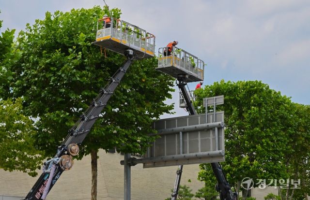 28일 오후 수원특례시 정조로 일대에서 관계자들이 가로수를 정육면체 모양으로 다듬는 테마 전지작업을 하고 있다. 김시범기자