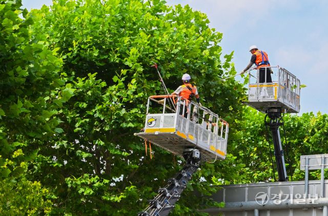 28일 오후 수원특례시 정조로 일대에서 관계자들이 가로수를 정육면체 모양으로 다듬는 테마 전지작업을 하고 있다. 김시범기자