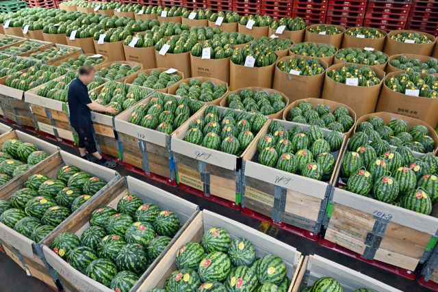 계속되는 폭염 여파로 제철 과일, 채소 값이 급등하면서 식탁 물가에 경고등이 켜지고 있다. 사진은 지난달 10일 구리농수산물도매시장 청과동에서 관계자가 경매를 앞둔 수박 상태를 점검하고 있는 모습. 경기일보DB