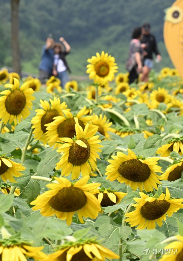 31일 인천 강화군 교동도 난정 해바라기 정원을 찾은 시민들이 활짝 핀 해바라기를 보며 가을 정취를 만끽하고 있다.조병석 기자